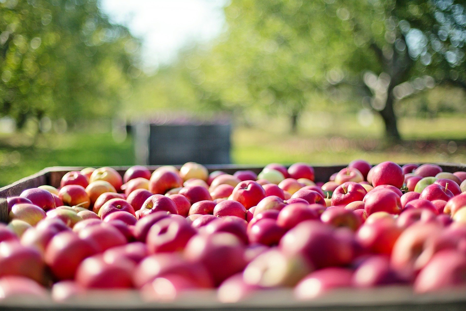 Pommes du verger, à retrouver dans les marchés d'Honfleur lors de votre séjour en amoureux ou en famille dans notre hôtel de charme L'Eden Spa